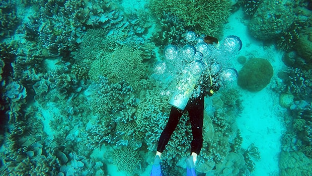 ilustrasi wisata scuba diving