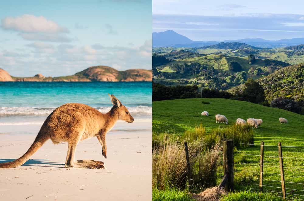 gambar kangguru australia dan biri-biri selandia baru