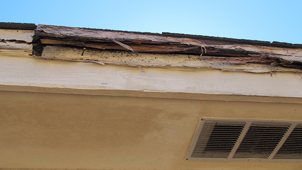 ilustrasi atap rumah terkena rayap