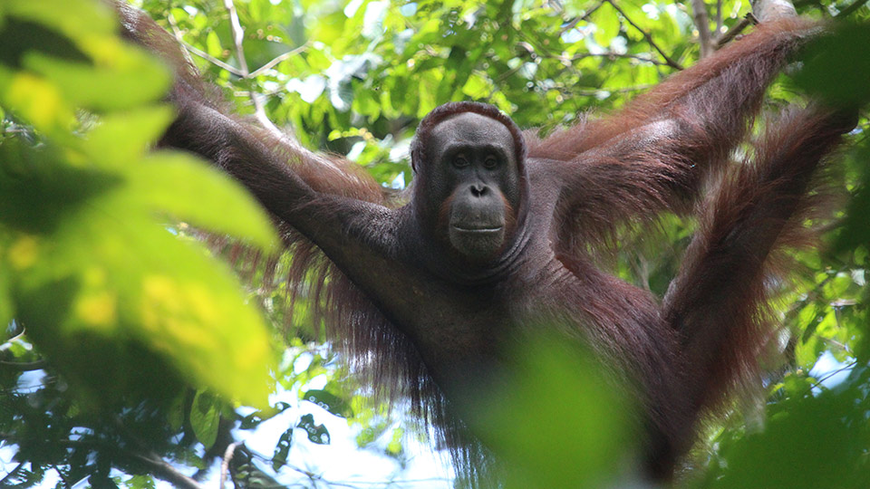 peran orangutan