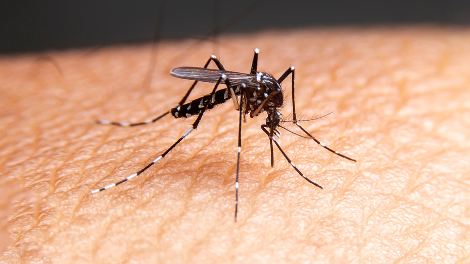 Penyakit musim hujan, Aedes aegypti