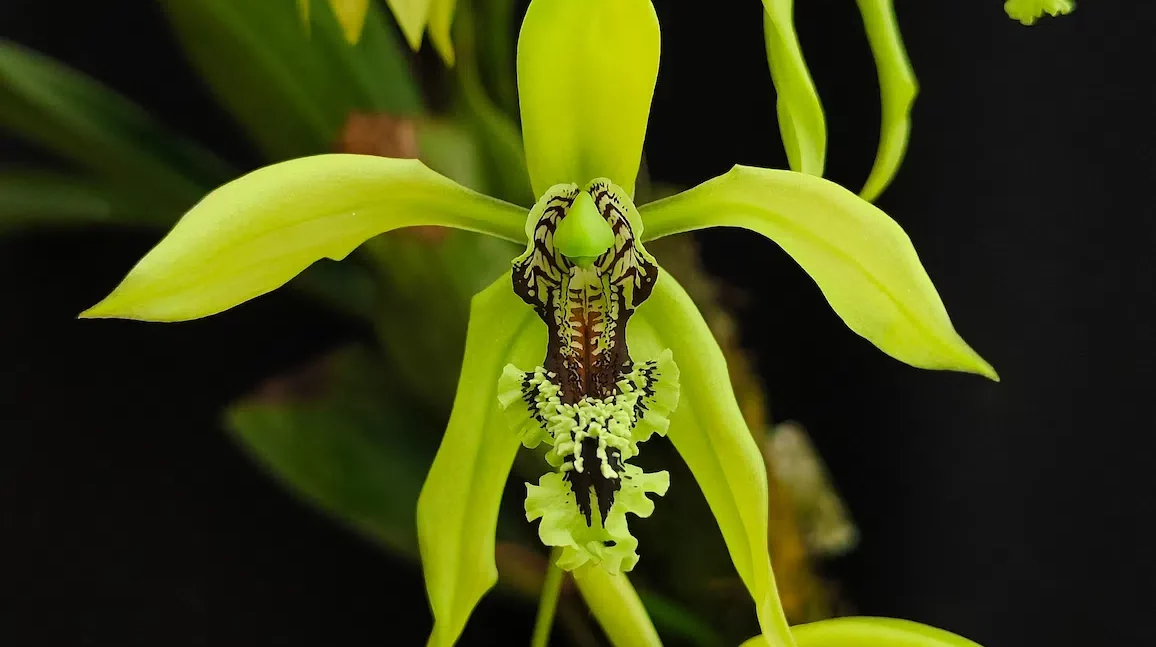 flora fauna endemik indonesia