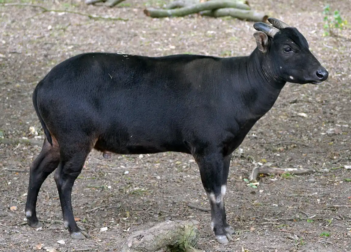 Anoa