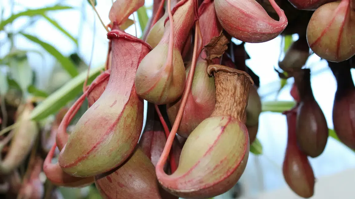 flora fauna endemik indonesia